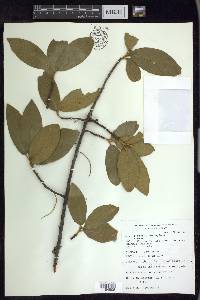 Prunus ferruginea image