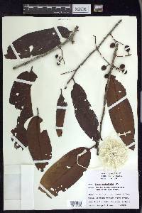 Prunus occidentalis image