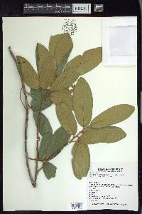 Prunus ferruginea image