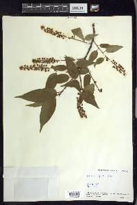 Prunus serotina var. capuli image