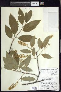 Prunus serotina var. capuli image