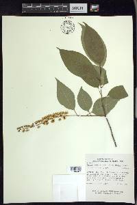 Prunus serotina var. capuli image