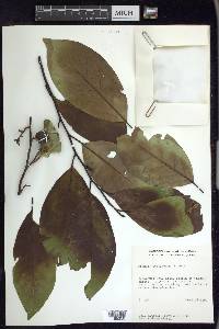 Prunus tetradenia image