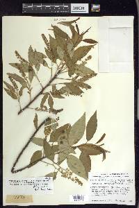 Prunus serotina var. capuli image