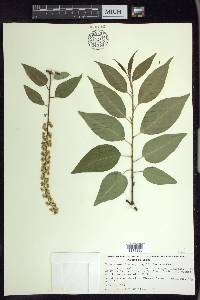 Prunus serotina var. capuli image