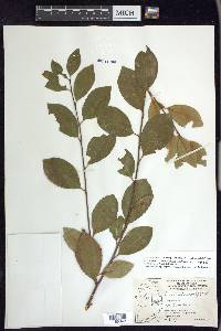 Prunus serotina var. rufula image