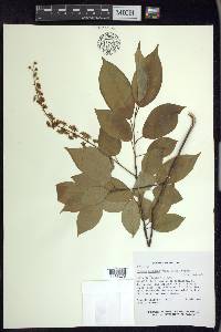 Prunus serotina var. capuli image