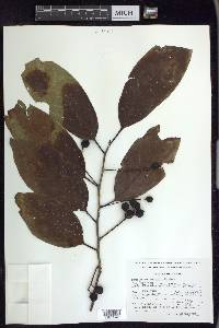 Prunus tetradenia image