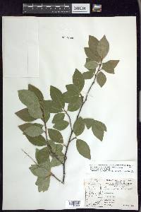 Prunus serotina var. rufula image