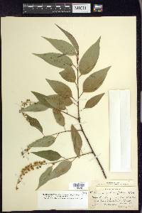 Prunus serotina var. capuli image