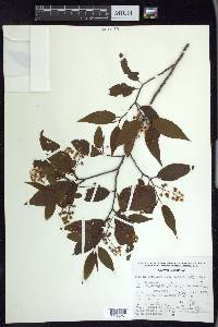 Prunus serotina var. capuli image