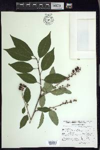 Prunus serotina var. capuli image