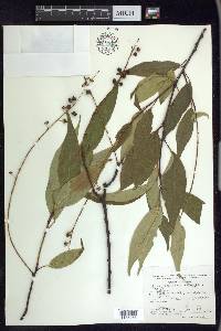 Prunus serotina var. capuli image