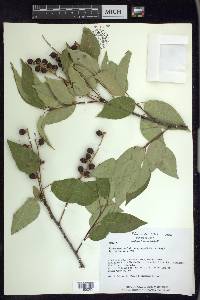 Prunus serotina var. capuli image