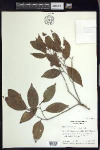 Prunus myrtifolia image