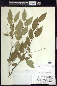 Prunus serotina var. capuli image