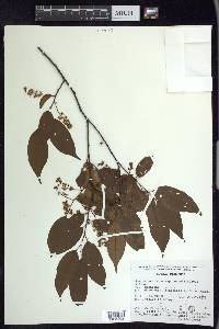 Prunus serotina var. capuli image