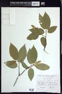 Prunus serotina var. capuli image