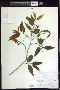 Prunus tetradenia image