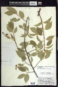 Prunus serotina var. capuli image