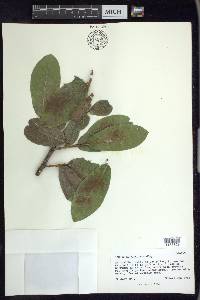 Prunus zinggii image