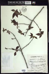 Prunus serotina var. capuli image