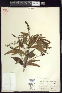 Prunus serotina var. capuli image