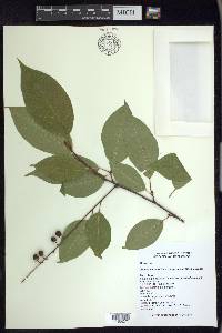 Prunus serotina var. capuli image