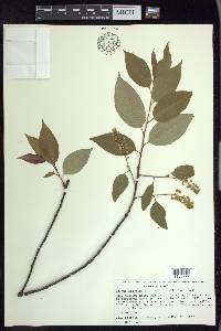 Prunus serotina var. capuli image