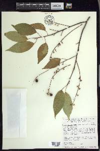 Prunus serotina var. capuli image