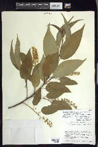 Prunus serotina var. capuli image