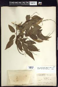 Prunus serotina var. capuli image