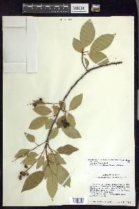 Prunus serotina var. capuli image