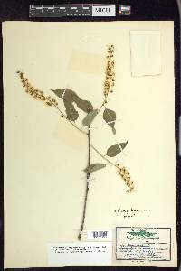 Prunus serotina var. capuli image