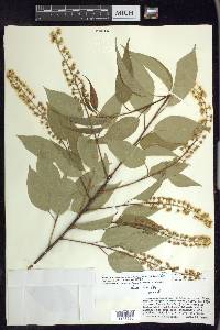 Prunus serotina var. capuli image