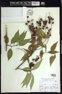 Prunus serotina var. capuli image