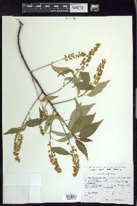 Prunus serotina var. capuli image