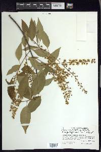 Prunus serotina var. capuli image