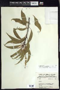 Prunus serotina var. capuli image