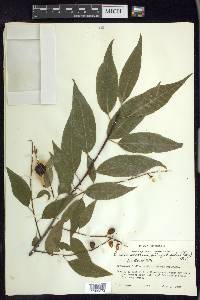 Prunus serotina var. capuli image