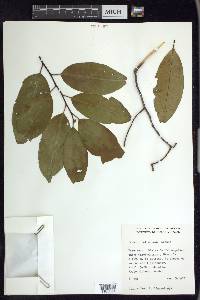 Prunus tetradenia image