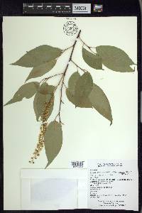 Prunus serotina var. capuli image