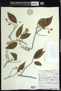 Prunus serotina var. capuli image