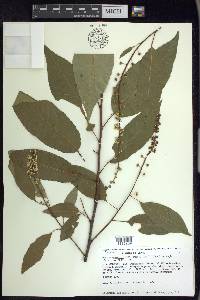 Prunus serotina var. capuli image