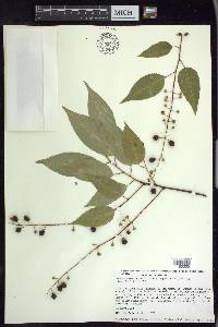 Prunus serotina var. capuli image