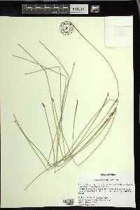 Eleocharis rostellata image