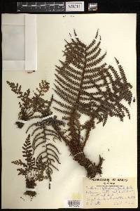 Sadleria squarrosa image