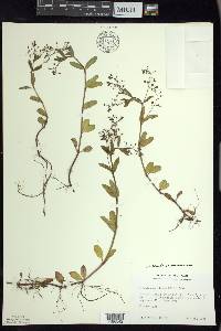 Veronica beccabunga var. americana image