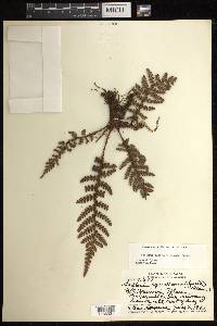 Sadleria squarrosa image