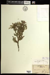 Selaginella arbuscula image